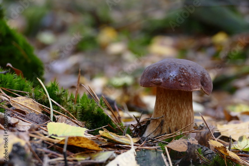 beautiful boletus on mossy forest floor