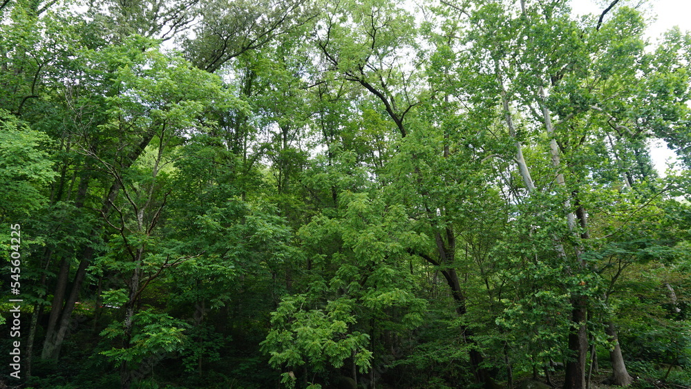 Trees and River in Gatlinburg Tennessee Trees and River in Gatlinburg Tennessee