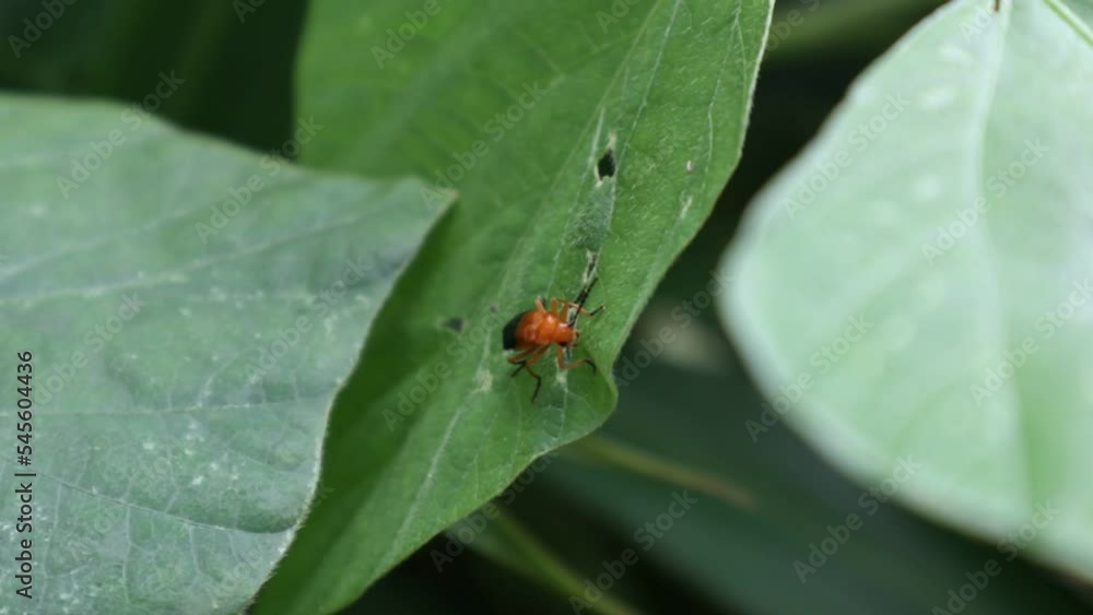 View of a common red beetle soldier feeds on a wild leaf edge. View of a common red beetle soldier feeds on a wild leaf edge.