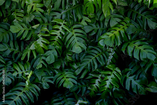 closeup nature view green monstera background