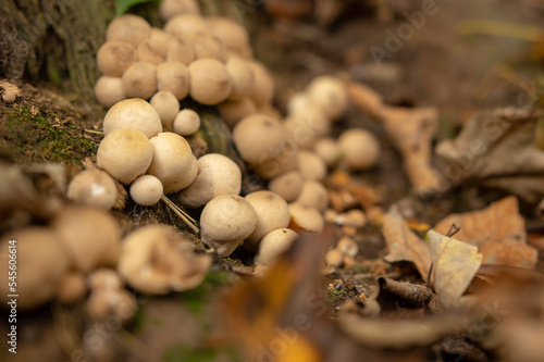Kolonia grzybów © Rafal Lechowicz