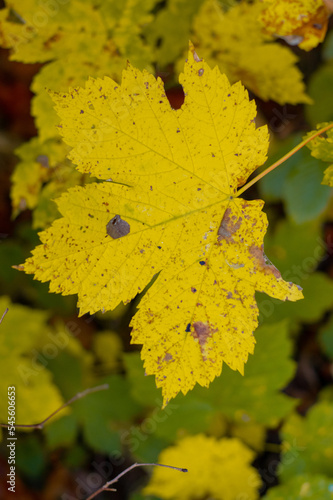 Jesienny liść © Rafal Lechowicz
