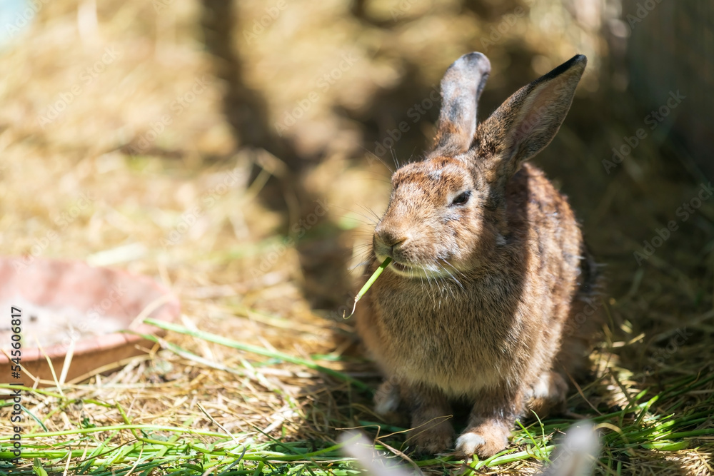 Fototapeta premium Adorable brown rabbit eating green grass inside stable