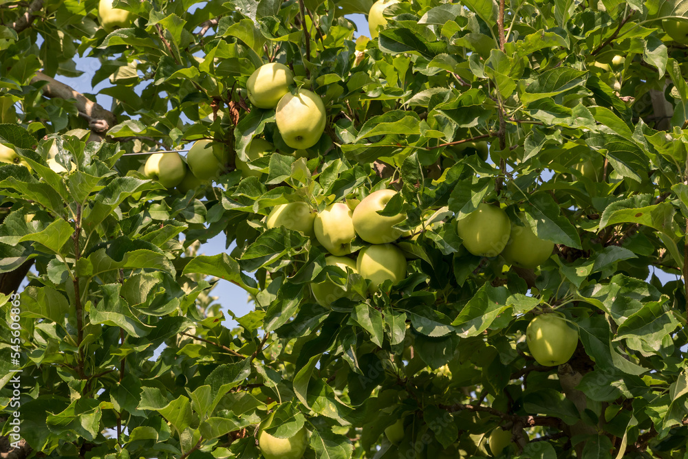 Apple tree Val Venosta, South Tyrol Italy