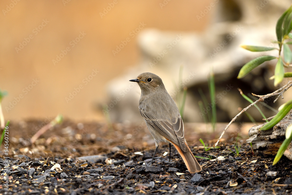 colirrojo tizón hembra (Phoenicurus ochruros) en el estanque del parque comiendo y bebiendo colirrojo tizón hembra (Phoenicurus ochruros) en el estanque del parque comiendo y bebiendo