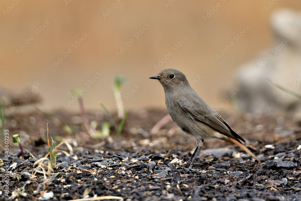 colirrojo tizón hembra (Phoenicurus ochruros) en el estanque del parque comiendo y bebiendo colirrojo tizón hembra (Phoenicurus ochruros) en el estanque del parque comiendo y bebiendo