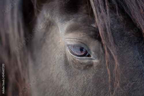 brown horse's eye close up