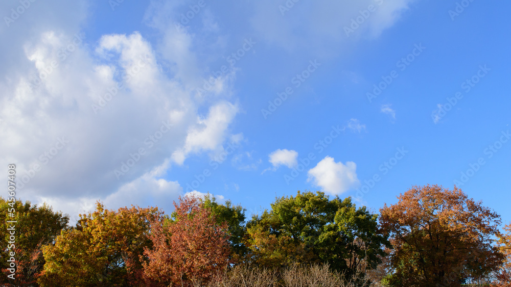 Autumn leaves in full bloom, beautiful gradation of maple, landscape background of blue sky and autumn leaves, maple picking, autumn and winter Autumn leaves in full bloom, beautiful gradation of maple, landscape background of blue sky and autumn leaves, maple picking, autumn and winter