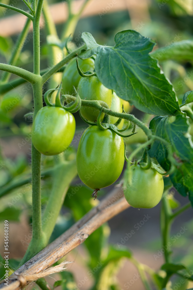 Fresh vine of raw tomatoes with leaves on the tree.
