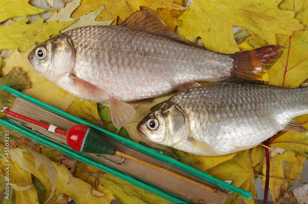 Carp and float rod on yellow autumn leaves. Carp and float rod on yellow autumn leaves.