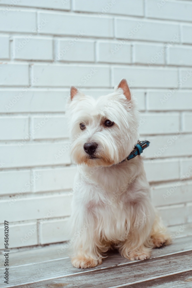 West highland white terrier on brick background
