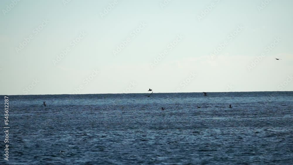 A flock of seagulls fly fishing and dolphins swim in the sea. Warm sunset sky over the ocean. Silhouettes of seagulls flying in slow motion with the sea in the background at sunset. Evening. Nobody. A flock of seagulls fly fishing and dolphins swim in the sea. Warm sunset sky over the ocean. Silhouettes of seagulls flying in slow motion with the sea in the background at sunset. Evening. Nobody.