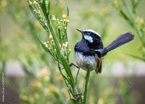 Superb fairy wren male