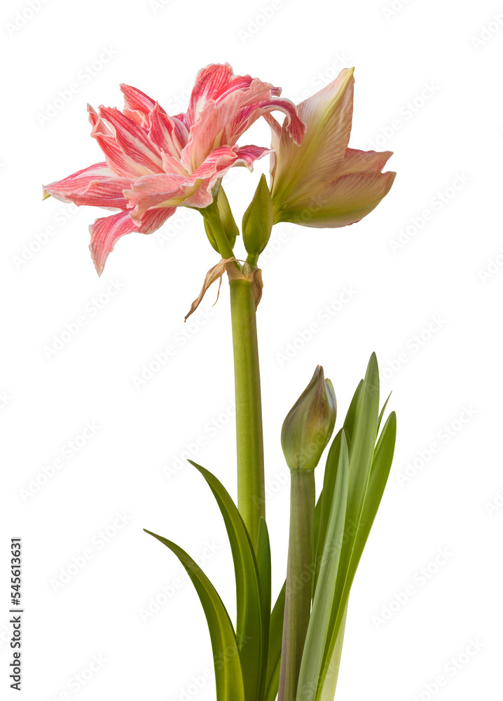 Hippeastrum (amaryllis)   'Prettynymph' on a white background isolated.