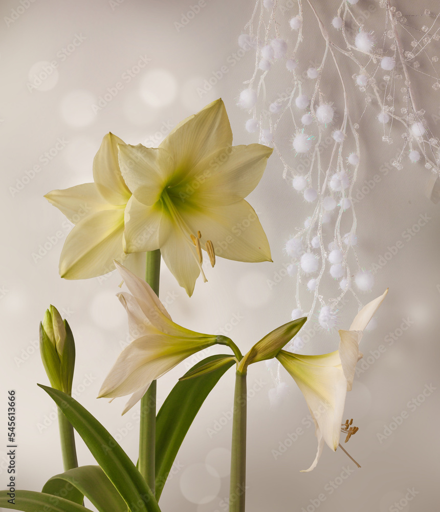 Amaryllis (Hippeastrum)   