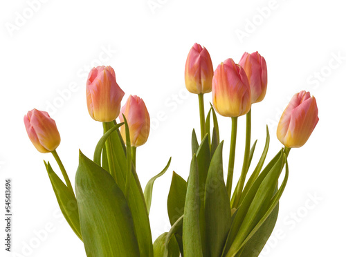 Blooming Triumph tulips sort "Tom Pouce" on a white background isolated