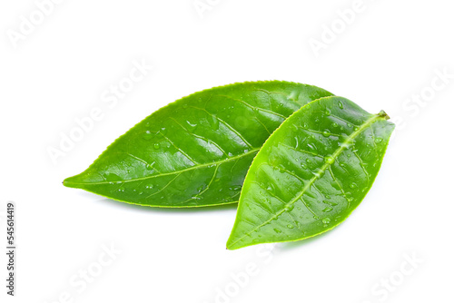 Green tea leaf with drops of water on white background.