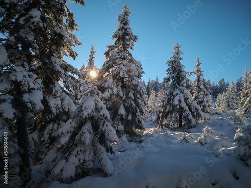 snow covered pine trees