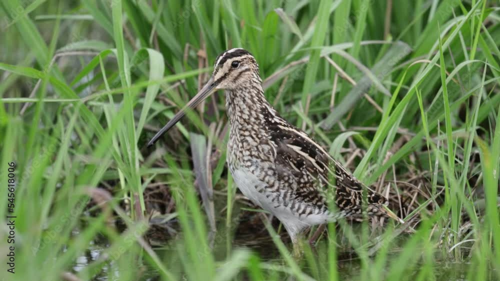 Beautiful African snipe Gallinago nigripennis preening in South Africa Beautiful African snipe Gallinago nigripennis preening in South Africa
