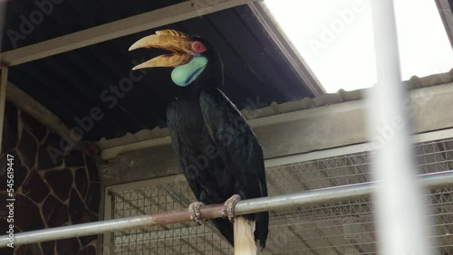 Wreathed Hornbill or Rhyticeros Undulatus in a zoo cage photo