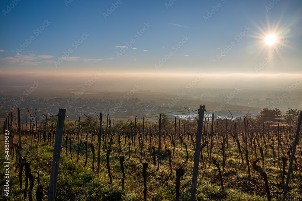 Obraz premium weinberg nach dem Morgennebel im herbst