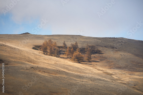 Autumn landscape with larches. Altai