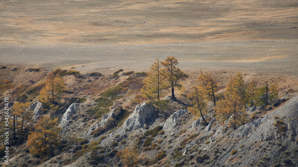 Autumn landscape with larches. Altai