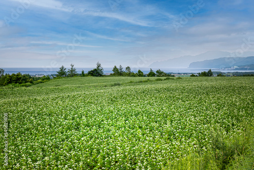 Vast buckwheat field Hokkaido Japan 