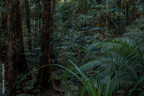 lush rainforest