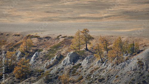 Obraz na płótnie Autumn landscape with larches. Altai w salonie