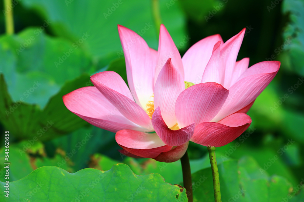 amazing view of blooming Lotus flower,close-up of pink lotus flower blooming in the pond in summer
amazing view of blooming Lotus flower,close-up of pink lotus flower blooming in the pond in summer