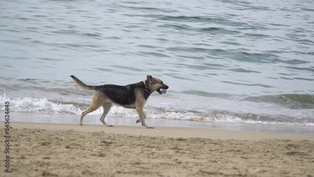Cute Pug dog walking and running along sea beach Cute Pug dog walking and running along sea beach