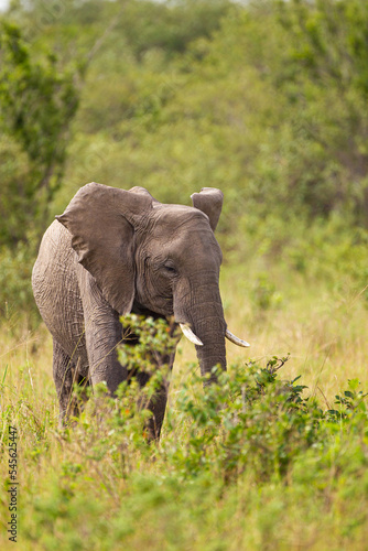 Elephant grazing on the open savannah of the Masai Mara  Kenya