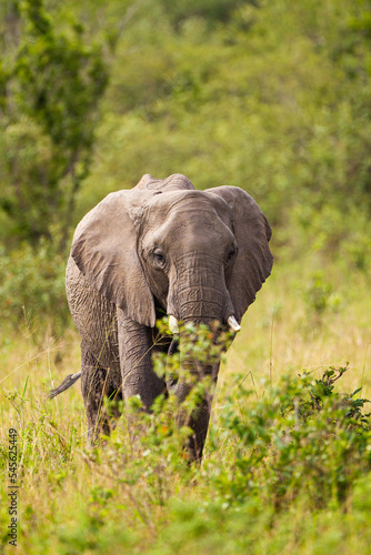 Elephant grazing on the open savannah of the Masai Mara, Kenya