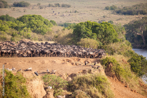Blue Wildebeest crossing the Mara River during the annual migration in Kenya	