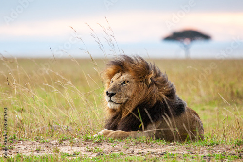 Portrait of a male lion resting on the grass of the Masai Mara in Kenya
