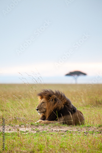 Portrait of a male lion resting on the grass of the Masai Mara in Kenya