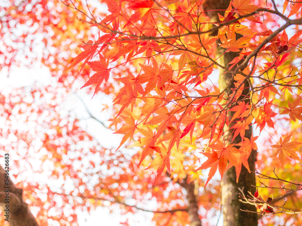 紅葉したもみじ 紅葉したもみじ