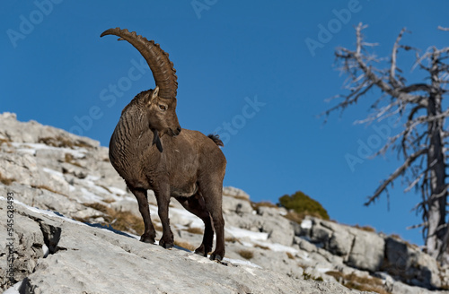 Bouquetin des Alpes (Capra ibex) attitude, mâle en hiver. Alpes. France