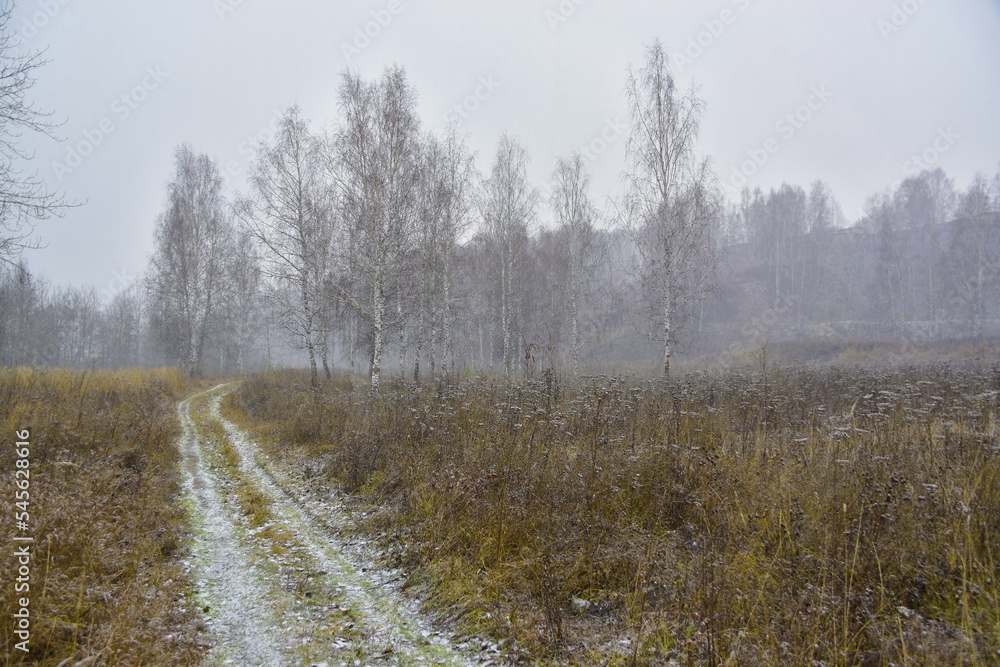 First snow in the autumn forest First snow in the autumn forest