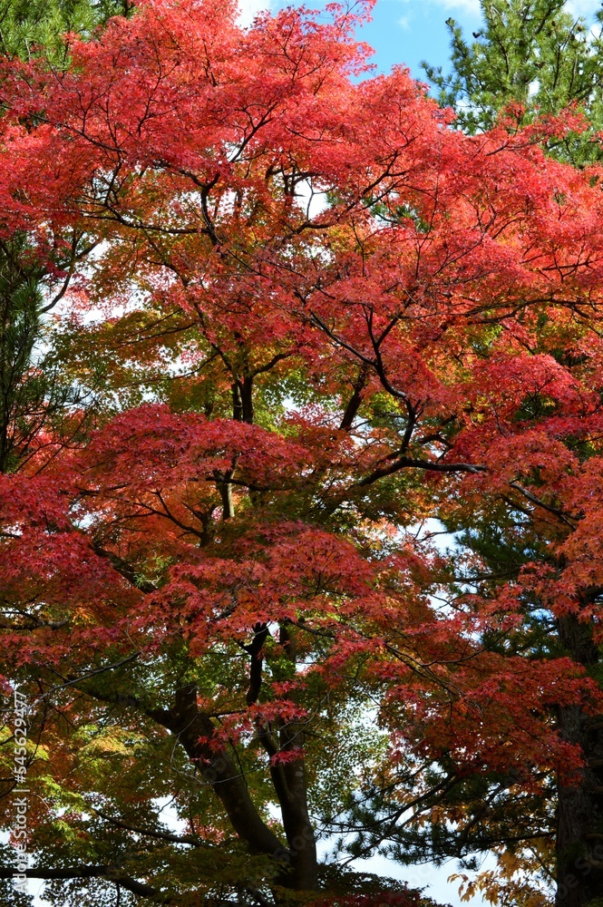 秋の公園　紅葉の季節
