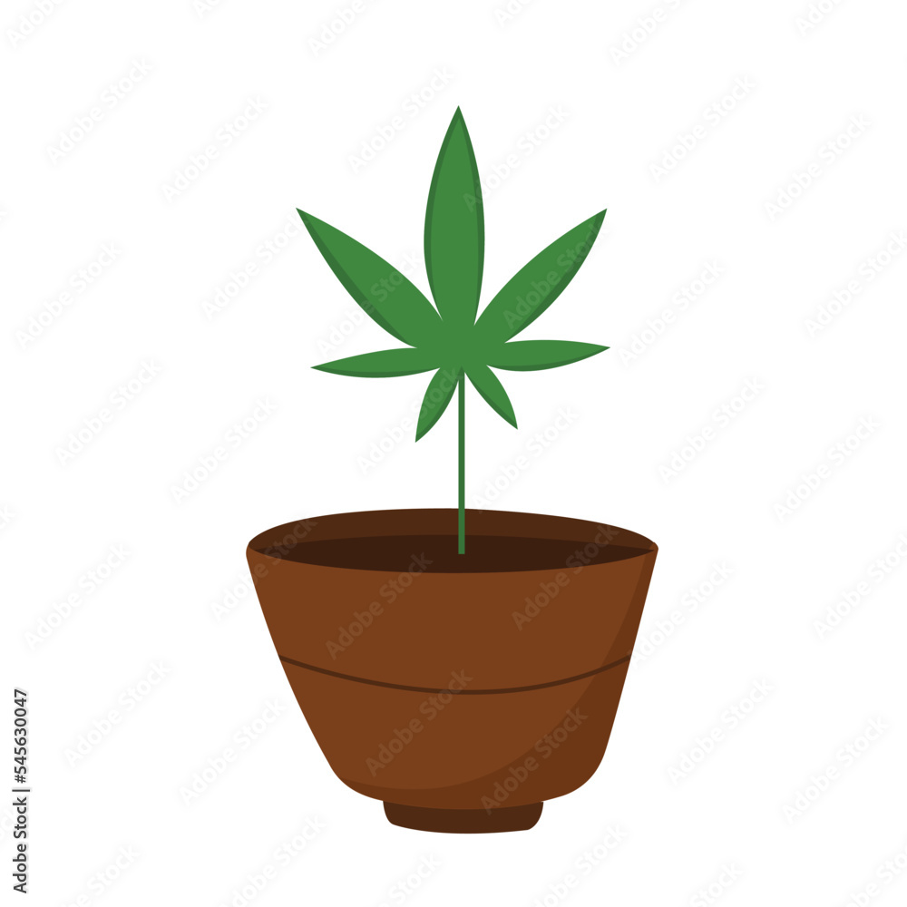 Vector flat illustration of growing marijuana or cannabis in vase. Vector flat illustration of growing marijuana or cannabis in vase.