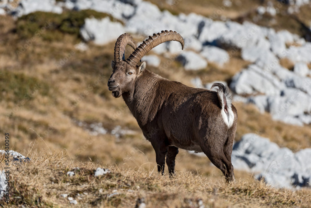 Bouquetin des Alpes (Capra ibex) portrait de grand mâle en période de rut. Alpes. France