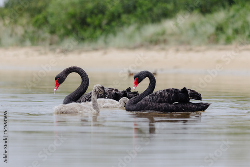 Canvas Print Pair of Black Swans swimming in a lake with two Juvenile swans.