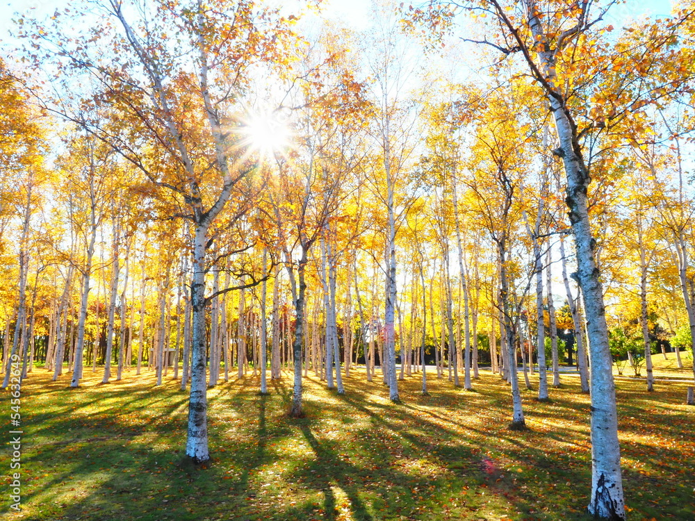 北海道の風景 秋の白樺林と木漏れ日 Stock Photo | Adobe Stock