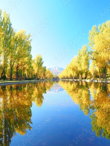 北海道の絶景 秋の前田森林公園 ポプラ並木の紅葉風景
