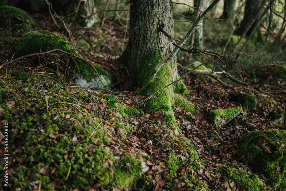 green moss on the tree green moss on the tree