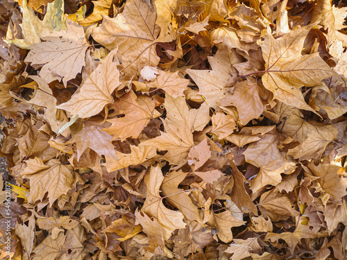 Background image of fallen autumn dry leaves on the forest floor, top view. Fall season nature scene beauty concept, perfect for seasonal use.