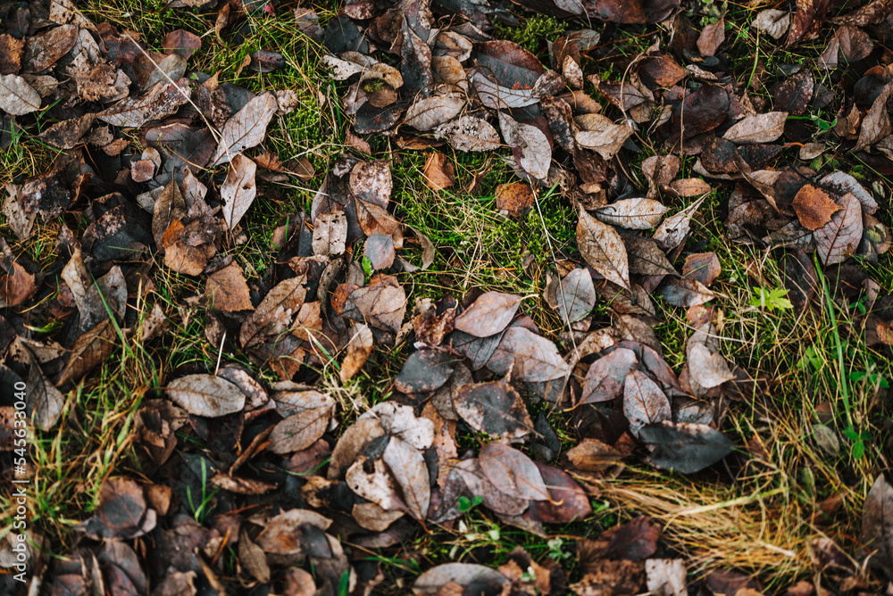 leaves on the ground leaves on the ground