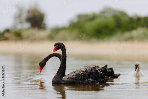 Canvas Print Pair of Black Swans swimming in a lake with two Juvenile swans.